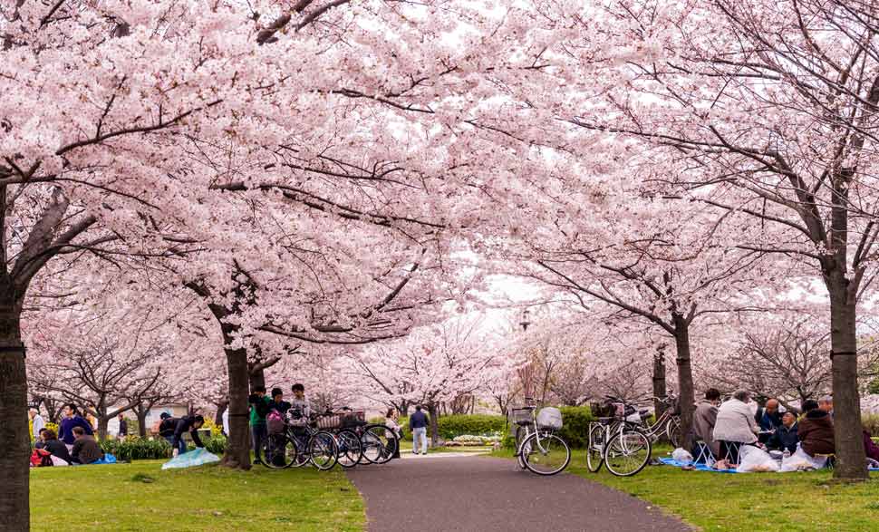 上野公園櫻花盛開