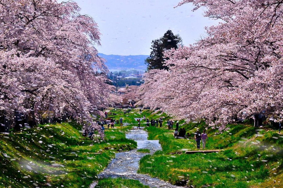 美麗的福島櫻花
