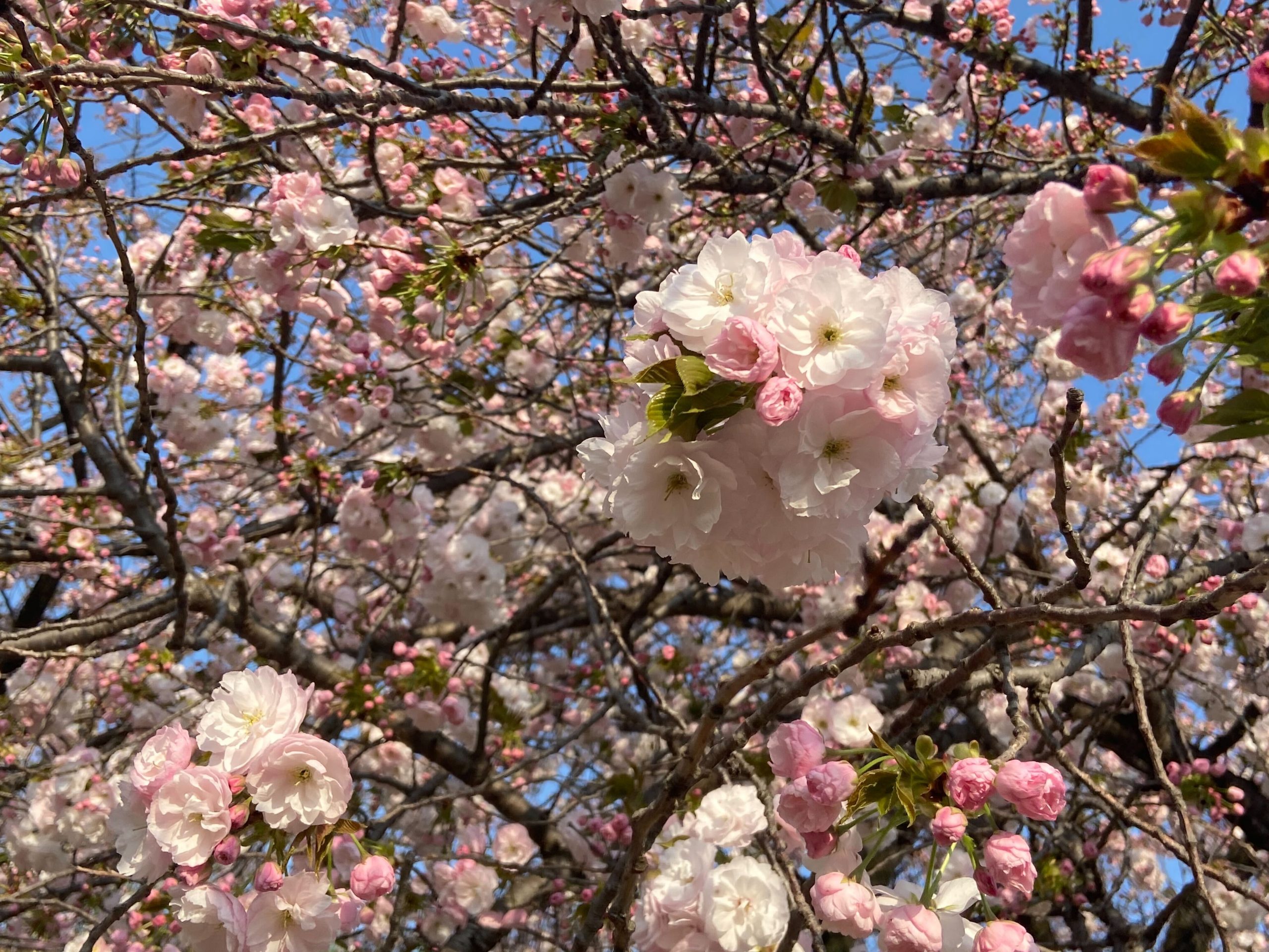 Beautiful Cherry Blossom Spring Japan