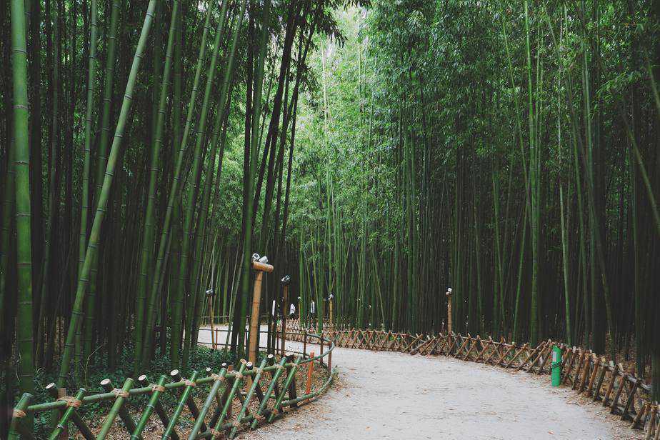 京都景點嵐山竹林