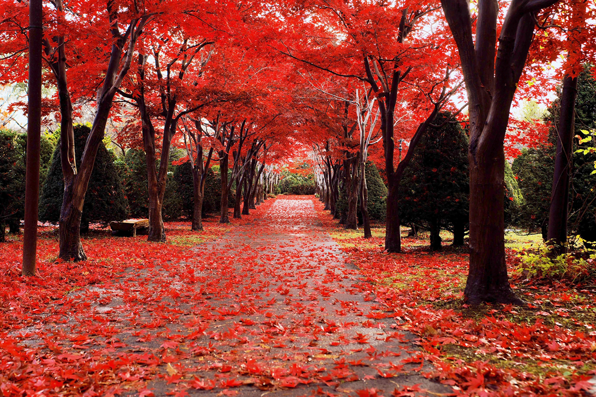 札幌的秋天景點